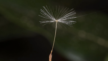 Gros plan sur une graine de pissenlit isolée avec son aigrette dépliée, suspendue dans l'air sur un fond sombre et flou.