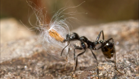 Gros plan sur une fourmi noire transportant entre ses mandibules une graine entourée de ses poils cotonneux, marchant sur une surface rocheuse