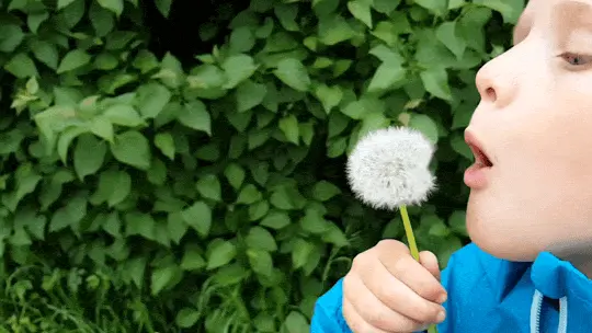 Enfant soufflant sur un pissenlit blanc